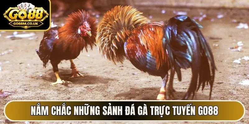 Nắm chắc những sảnh đá gà trực tuyến Go88